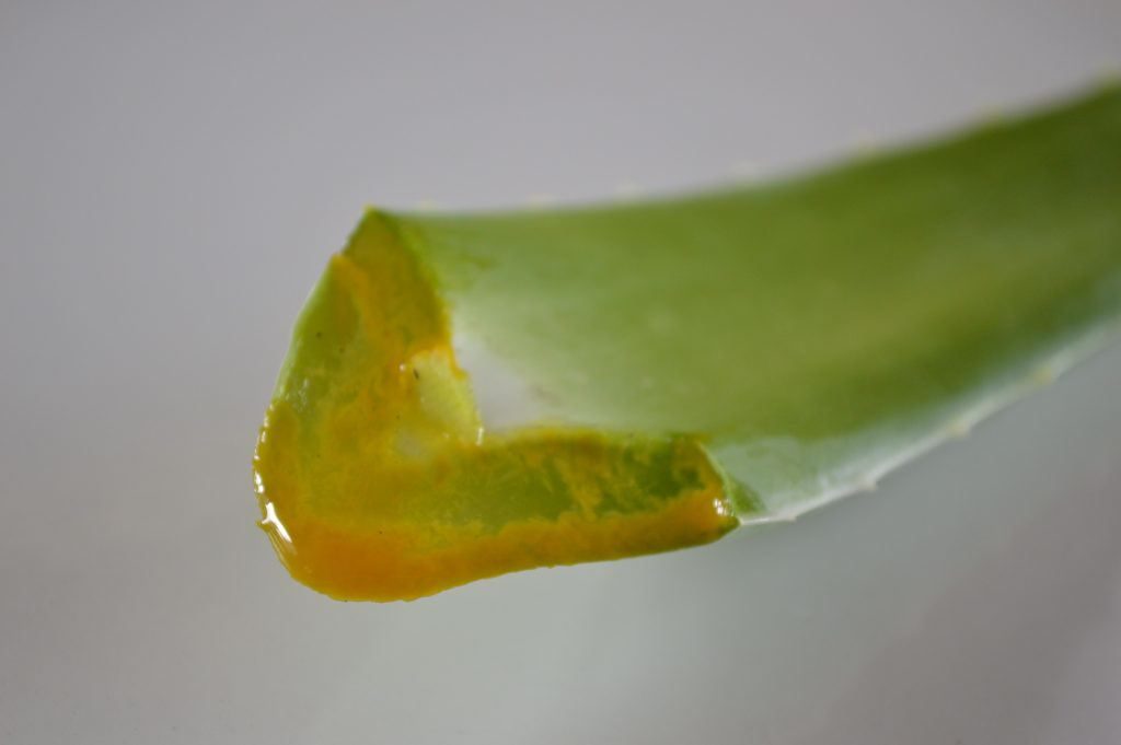 Latex Of Aloe Vera at Hugo Carter blog